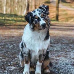 Buck - Blue merle male Australian Shepherd puppy in Sioux Falls, Sd Area, South Dakota from Diamond Aussies N the Rough