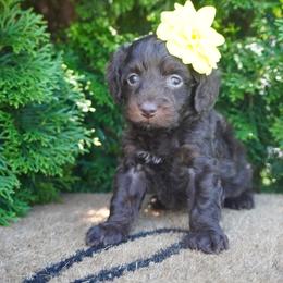 Indy - Brown female Cockapoo puppy in Shipshewana, Indiana from Home Raised Cockapoos