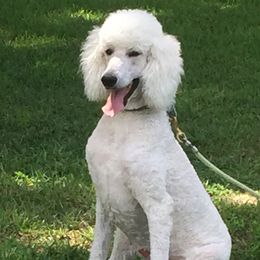Drazen  - Poodle