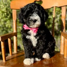 Estelle - Black female Bordoodle puppy in Mancos, Colorado from Mesa View Puppies