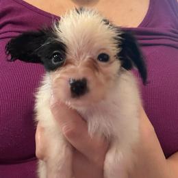 Panda - White and black female Papillon puppy in Houston, Texas from Mikanon Norwegian Elkhounds & Papillons