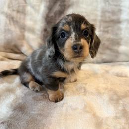 Tiny Tina - Black and cream female Dachshund puppy in Fort Gibson, Oklahoma from Cooper’s Dachshunds