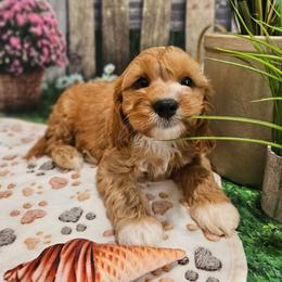 Marvin - Red male Cavapoo puppy in Lebanon, Missouri from Leerose Puppies