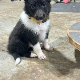 Yellow - Black and white female Shetland Sheepdog puppy in Fontanelle, Iowa from Jensen Farms Shelties