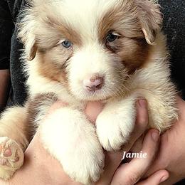 JAMIE - Red merle male Australian Shepherd puppy in Elk Creek, Missouri from Hearts on Fire Australian Shepherds