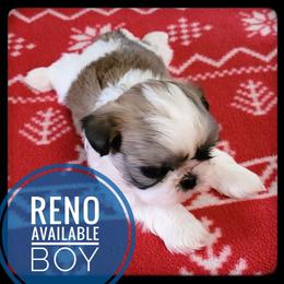 Reno - Gold and white male Shih Tzu puppy in Orient, Ohio from Forever Friends Shih-Tzu