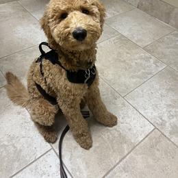 Goldendoodle Puppies from Hannah Mae Doodles