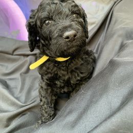 Goldendoodle Puppies from Luper Doodle LLC
