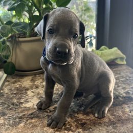 Blue - Blue male Great Dane puppy in Plano, Texas from Blue Thunder Danes