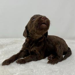 Lulu - Chocolate female Goldendoodle puppy in Calhoun, Georgia from FamilyLoved Doodles