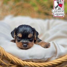 Bingo - Black and tan female Yorkshire Terrier puppy in California from Corazon de gigante