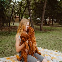 Goldendoodle Puppies from Bows & Ties Doodles