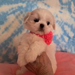 Petunia - White female Shih Tzu puppy in Silver Springs, Nevada from Meadowlyn's Dream Shih Tzu