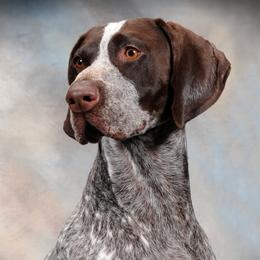 Rengar - German Shorthaired Pointer