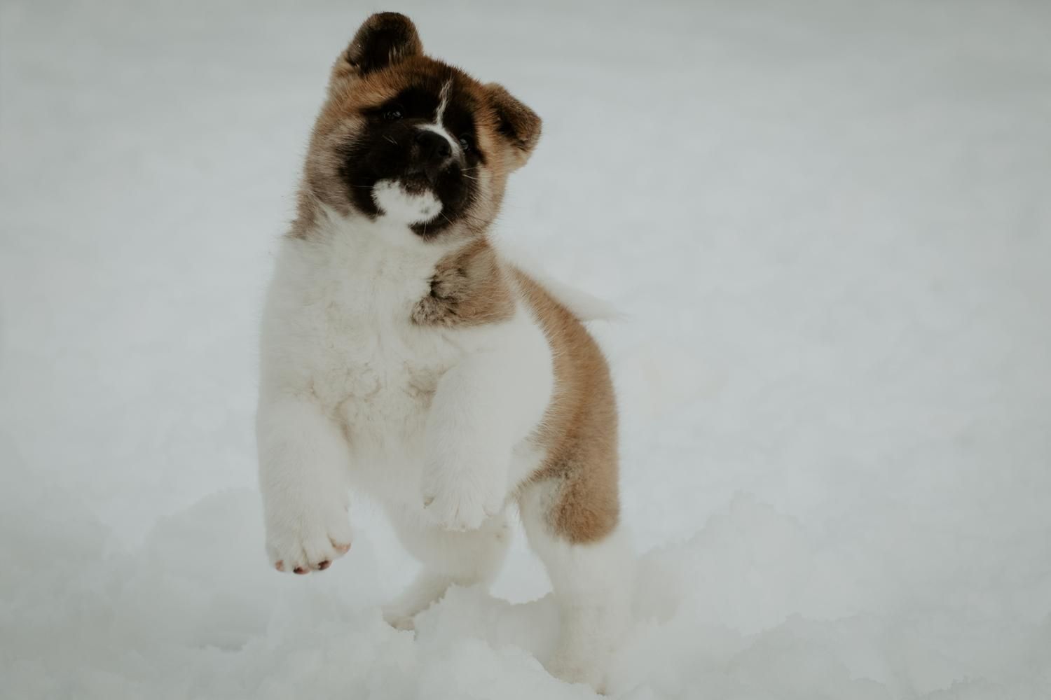 An Akita puppy jumping in the snow