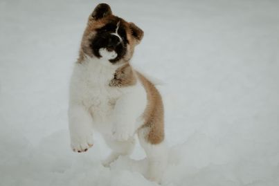An Akita puppy jumping in the snow