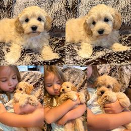 Maddy - Buff female Cockapoo puppy in Birdsboro, Pennsylvania from Cooper Family Cockapoos