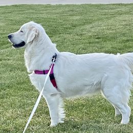 Aspen - Golden Retriever