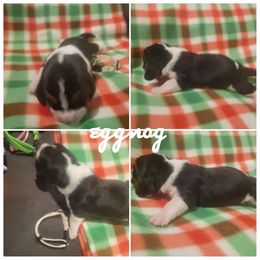 AKC Girl 1 Eggnog - Black brown and white Basset Hound puppy in Carleton, Michigan from Floppy Ears Farm