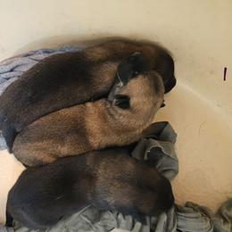 Girl 3 - Fawn sable female Belgian Malinois puppy in Hardinsburg, Indiana from S & S Kennel