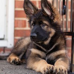 German Shepherd Puppies from Zwinger Vom Rabenauge