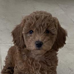 French Bulldogs and Goldendoodles from Posh Puppies