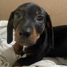Dachshunds from MJ’S Family Farm and Kennel
