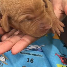 Blue collar - Golden rust male Vizsla puppy in Port Angeles, Washington from Blacktail Trail Vizslas