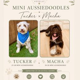 Aussiedoodle puppies from Calena’s Doodles