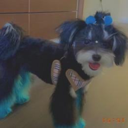 Morkies from Sunshine Morkies