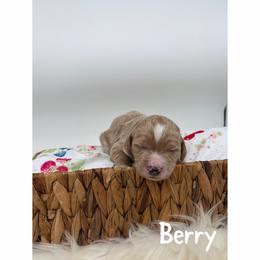 Berry - Apricot male Goldendoodle puppy in Smithfield, Kentucky from KBK9 Kennels