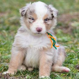 Green orange girl - Red merle female Australian Shepherd puppy in Clarkrange, Tennessee from Vom Wolff