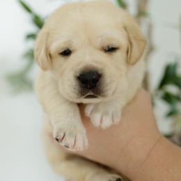 Rocket - Yellow male Labrador Retriever puppy in Allons, Tennessee from UC Labradors LLC
