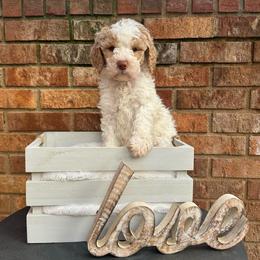Sugar - Parti female Goldendoodle puppy in Taylorsville, North Carolina from Doggone Dixie Doodles