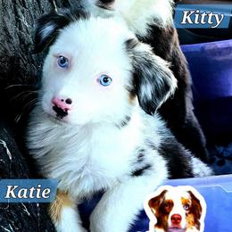 Katie - Blue merle female Miniature Australian Shepherd puppy in Punta Gorda, Florida from Christie's Creekside Aussies