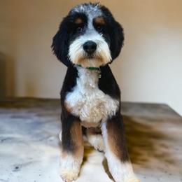 KK - Bernedoodle
