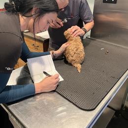 Cavapoo, Cockapoo, Goldendoodle, and Maltipoo Puppies from Perdue Puppies