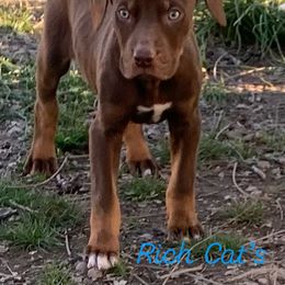 Rumor - Catahoula Leopard Dog