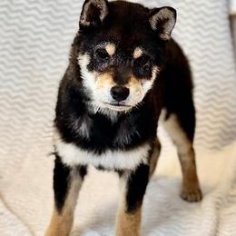 Conan - Black and tan male Shiba Inu puppy in Trenton, Nebraska from Prairie Shibas