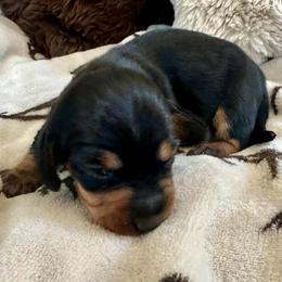 Bean - Black and tan female Dachshund puppy in Karnes County, Texas from Lazzy Z Dachshunds