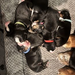 Boy 7 - Black rust and white male Bernese Mountain Dog puppy in Rociada, New Mexico from Berners of New Mexico