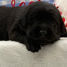 Red - Black male Labrador Retriever puppy in Heath Springs, South Carolina from Rich Hill Retrievers