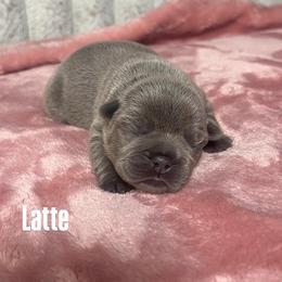 Latte - Fawn female French Bulldog puppy in Galt, California from The three little frenchies