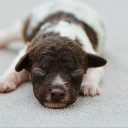 Mac - Brown roan male Lagotto Romagnolo puppy in St. Augustine, Florida from LBK & Ancient City
