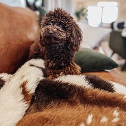 Coco - Poodle