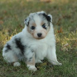 Allegiance - Australian Shepherd puppy from Silverbrook Australian Shepherds