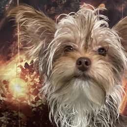 Chihuahuas and Yorkshire Terriers from Rosa's Chihuahuas