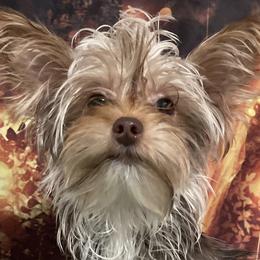 Chihuahuas and Yorkshire Terriers from Rosa's Chihuahuas