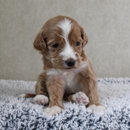 Kiwi - Apricot female Goldendoodle puppy in Warsaw, Ohio from Lovabledoodles