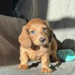 Otter - Red male Dachshund puppy in Havertown, Pennsylvania from Beaks and Barks, LLC